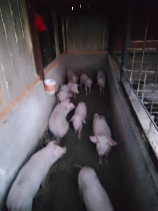 Cereale de anul acesta