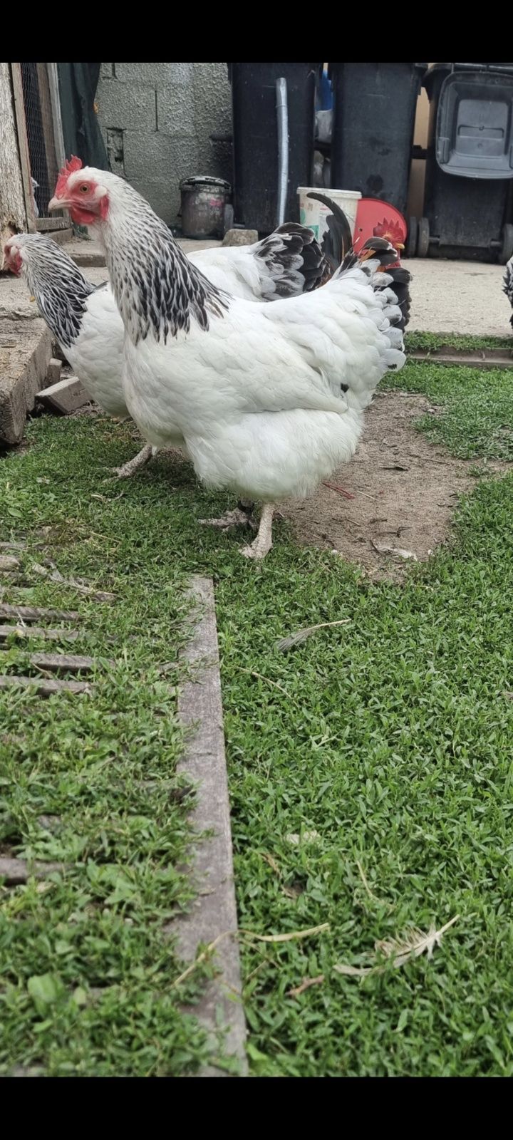 Schimb cu gaini de tara