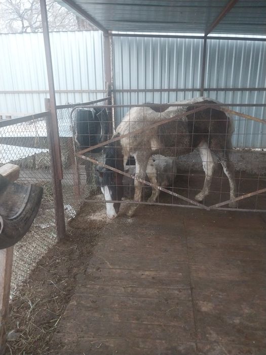 2 Жасар тай сатылады