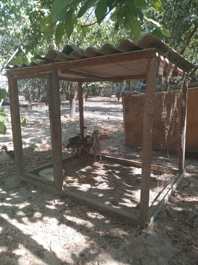 Tovuq Katak Sotiladi
