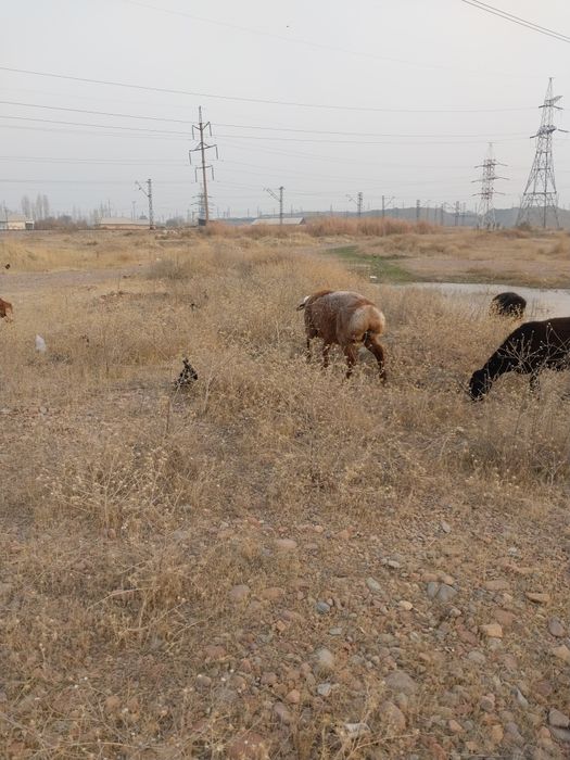 Куйчкорлар сотилади