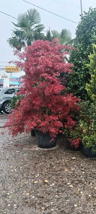 Design și amenajare profesională pentru grădina ta