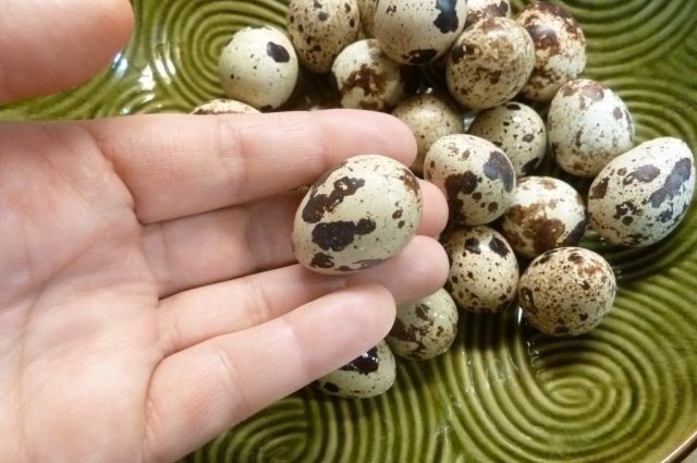 Продам инкубационные перепеленые яйца.