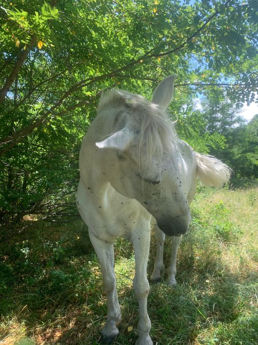 De vânzare iapa de 14 ani