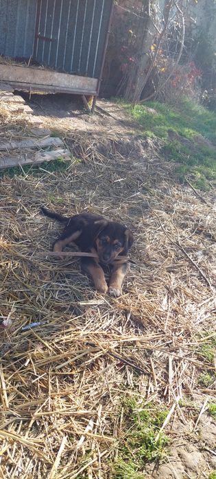 Cautam familii iubitoare