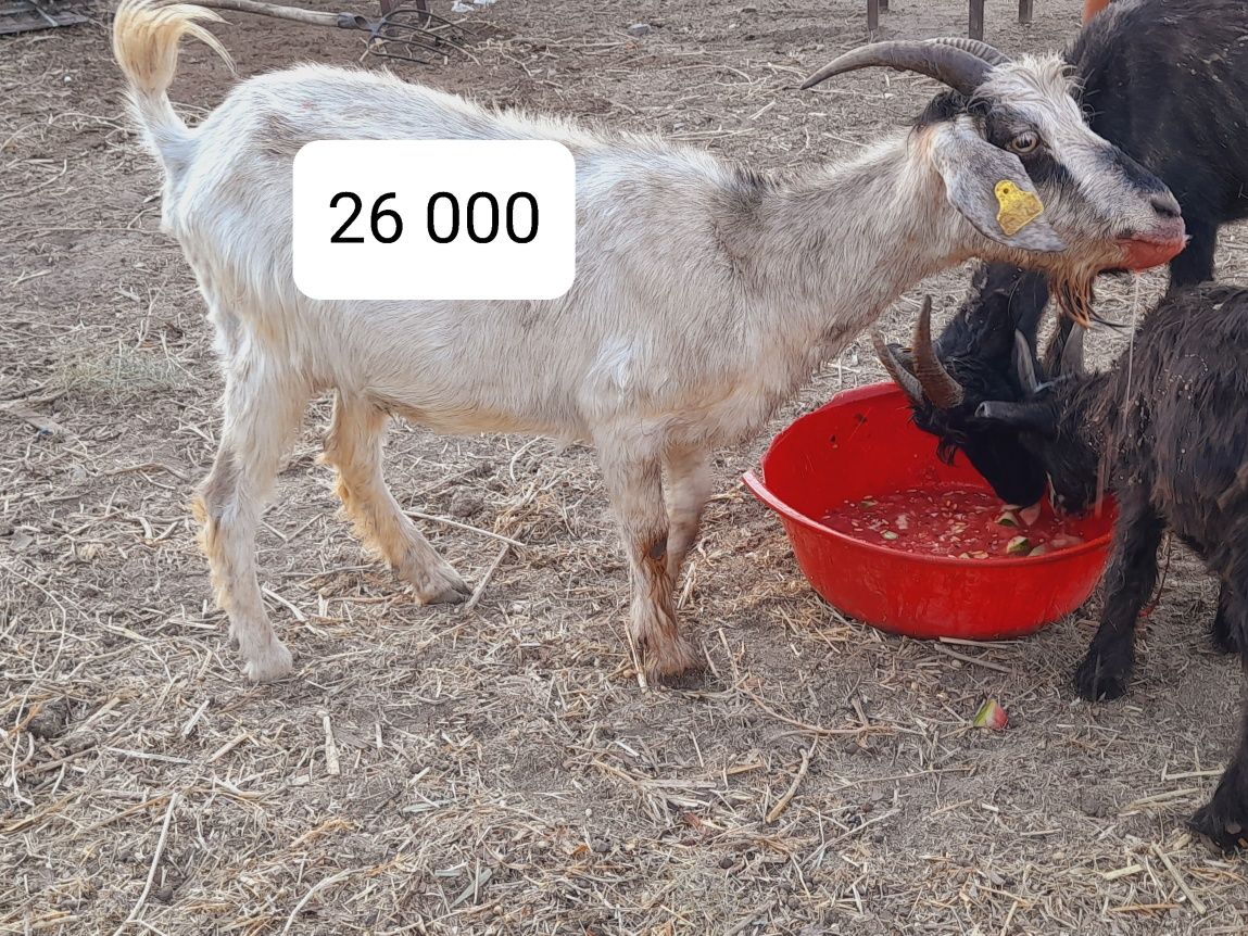 Лақ,ешкілер бааар