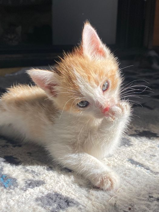 Добрый руки бесплатно кошки