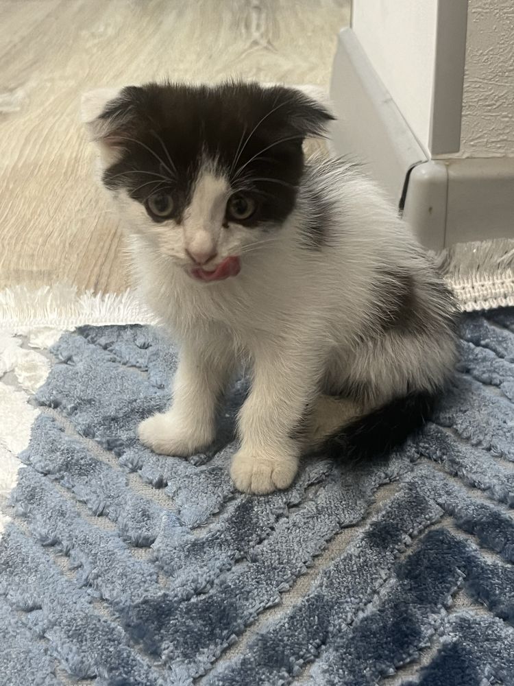 Котенок породистый вислоухий