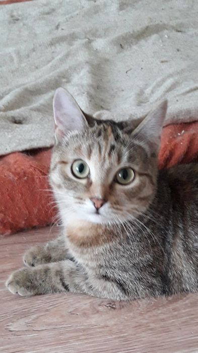 Кошечка молоденькая