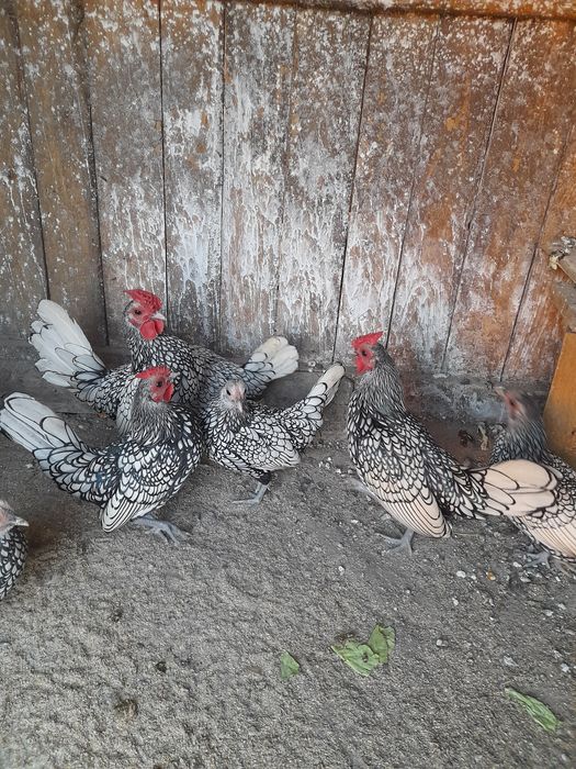 Gaini sebring argintiu