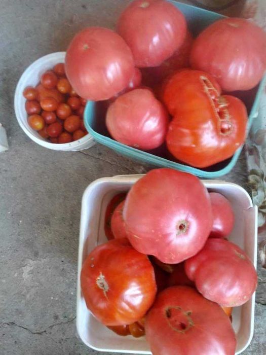 Разсад червен домат биволско сърце не хибриден сорт