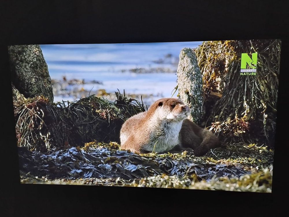 Televizor LG Smart TV 4K(49UH6107) 124cm