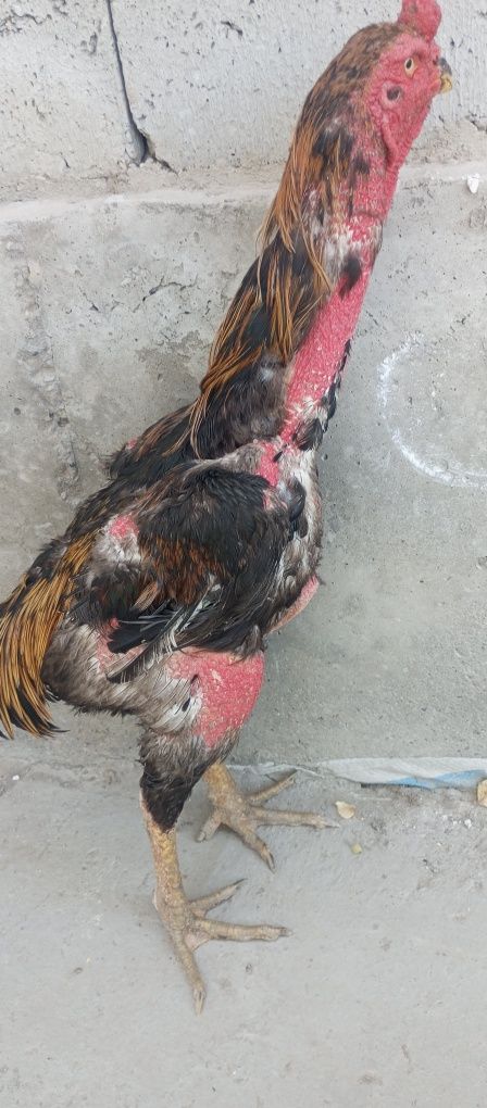 Kulangi xoroz sotiladi tulaka