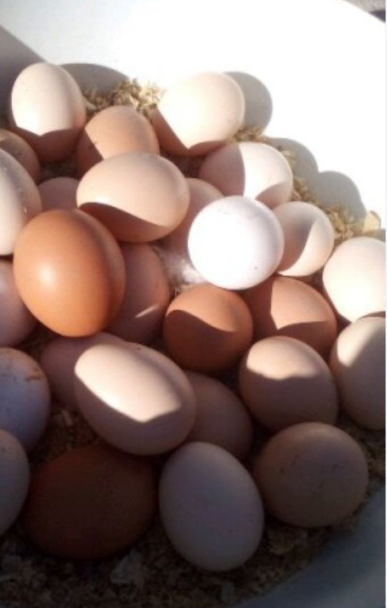 Домашнее яйцо в Шымкенте . Очень вкусное