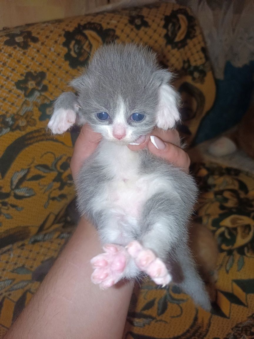 Отдам котят в добрые руки