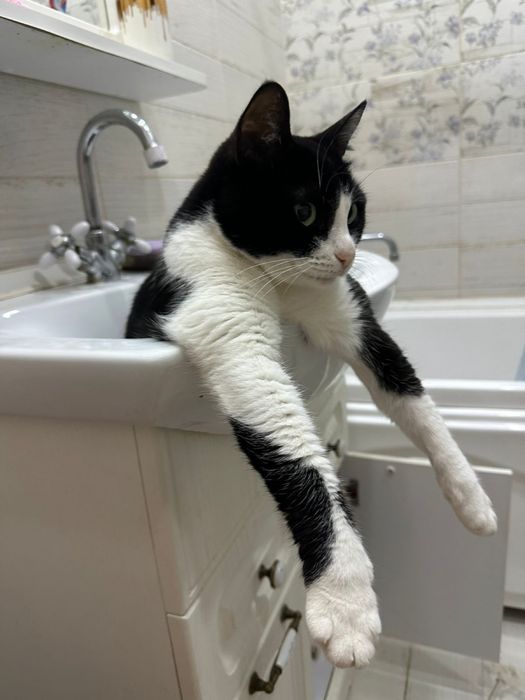 Отдам в добрые руки милую кошку