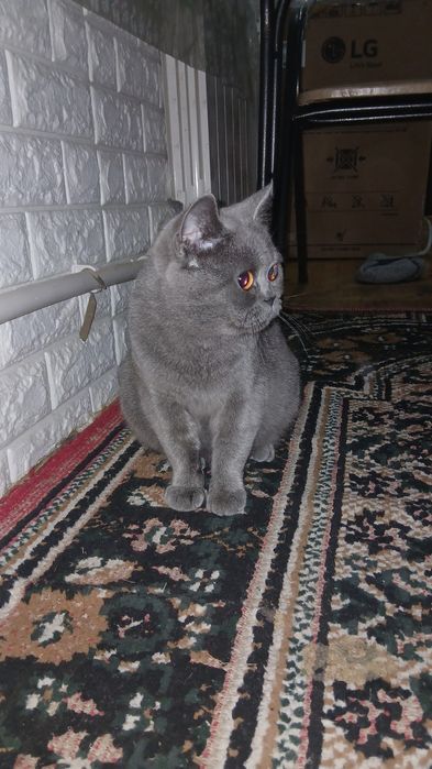 Birtanskiy mushuk ayoli