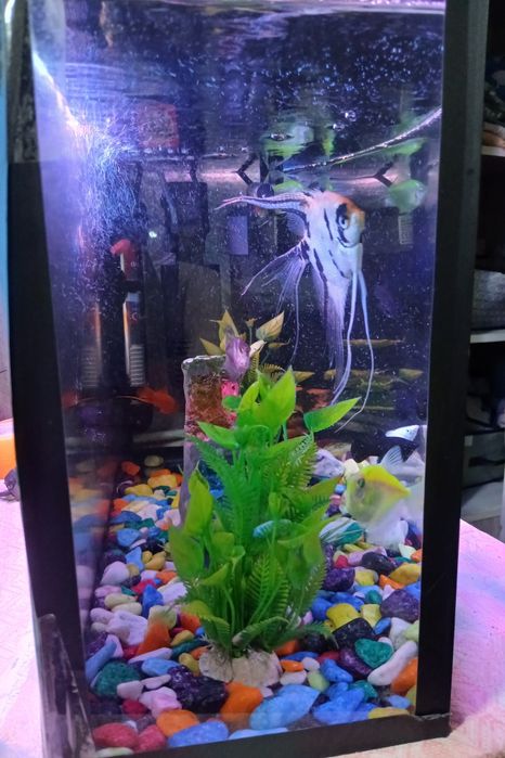 Продаю срочно аквариум