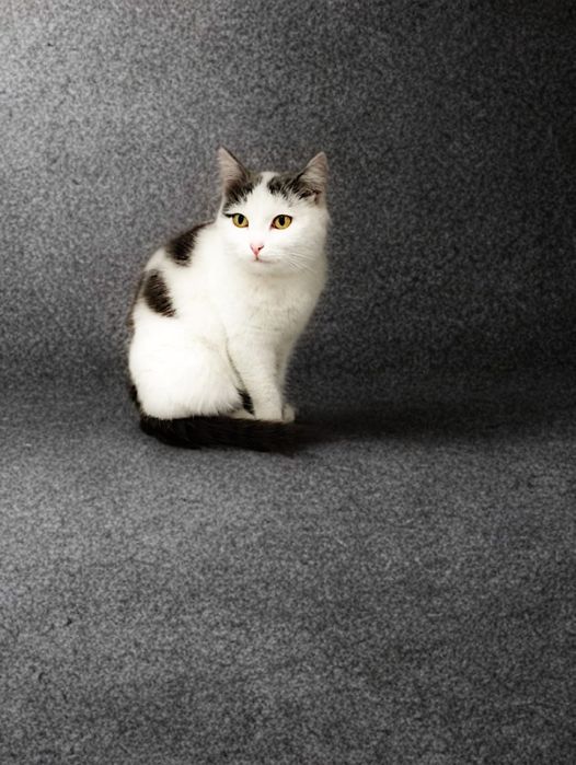 Котёнок ищет дом! Девочка.