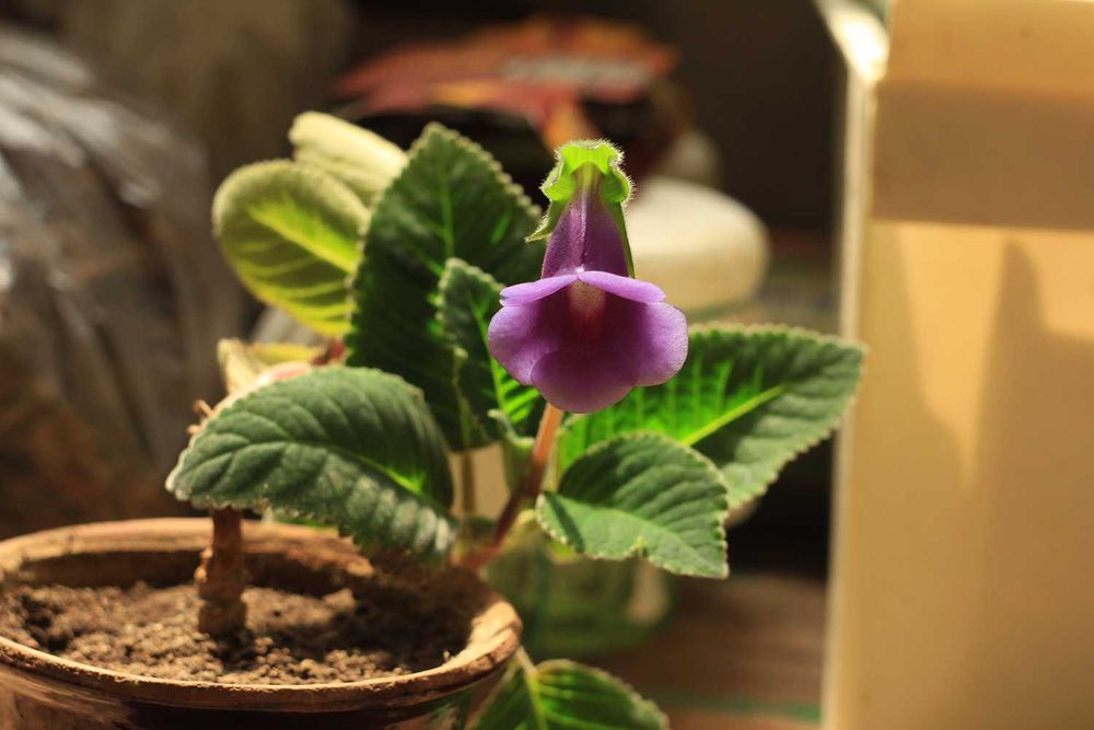 Годовалый цветок Глаксинии, Комнатные цветы