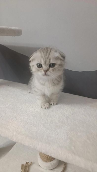 Вязка, случка кота