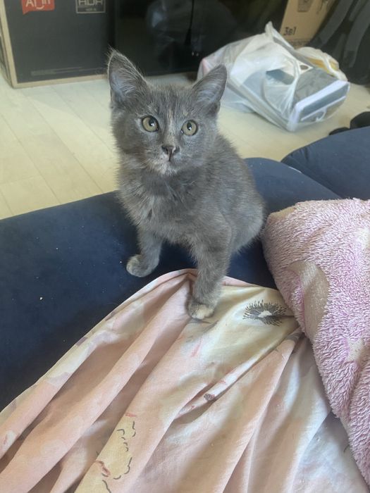 Котёнок в добрые ручки