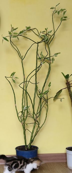 Комнатные растения продаются