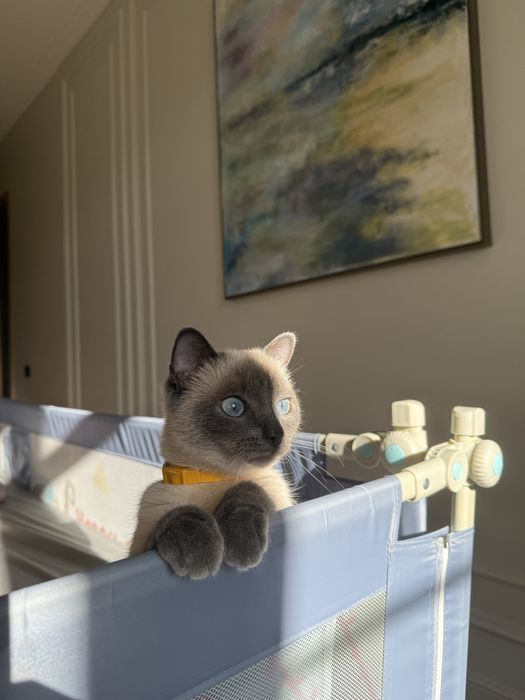 Кошка тайская в добрые руки