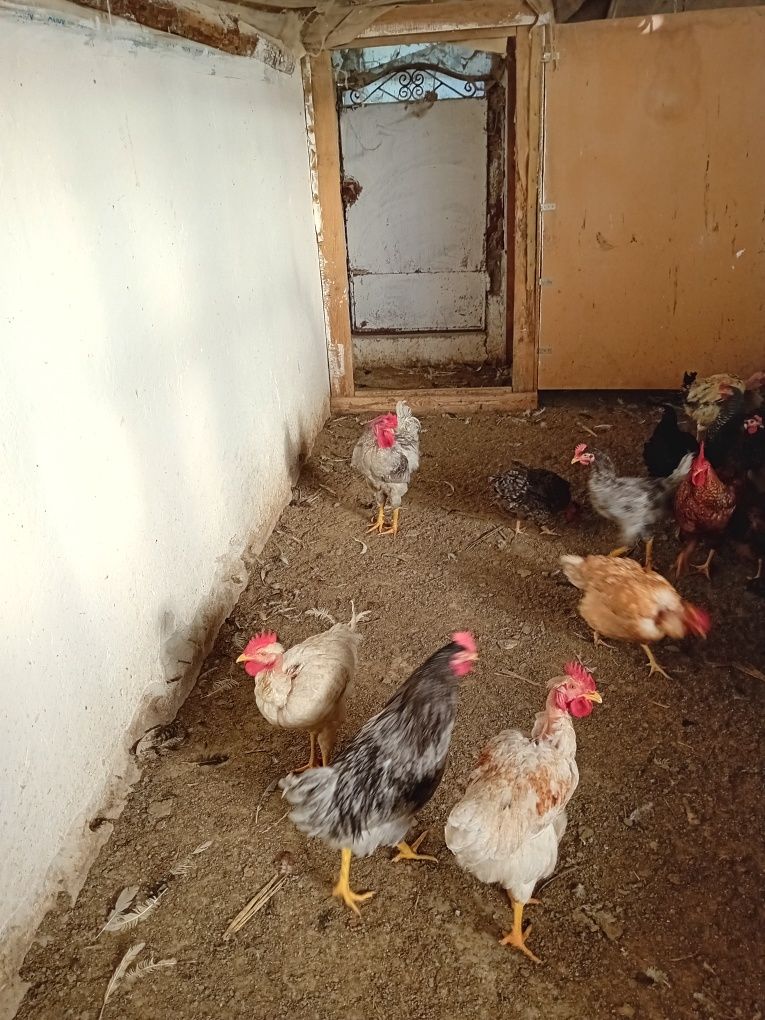 Vînd incubator și  eclozor profesional