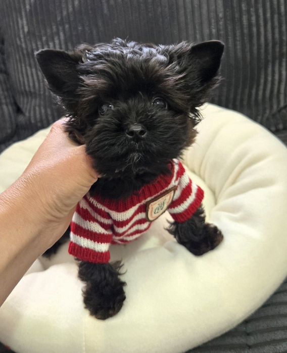 Йоркширски териер, Йорки  мини