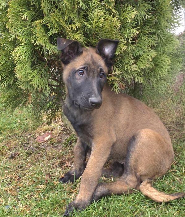 Malinois 3 luni -cu pedigree