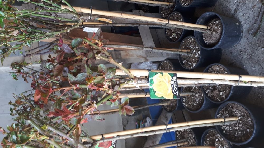 Plante ornamentale ptr gradina tuia brazi gazon piatra naturala