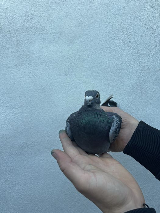 Mascul 2024 Gaby Vandenabeele !