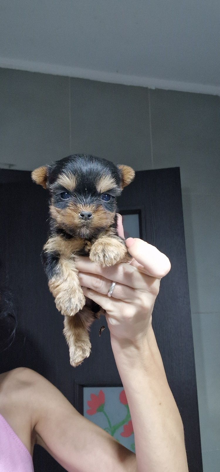 Baietel Yorkshire Terrier mini toy din parinti cu pedigree