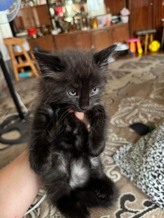 Отдам котят в хорошие руки