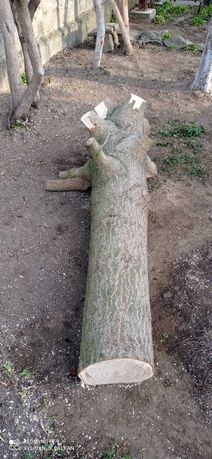 Дървесина пауловния