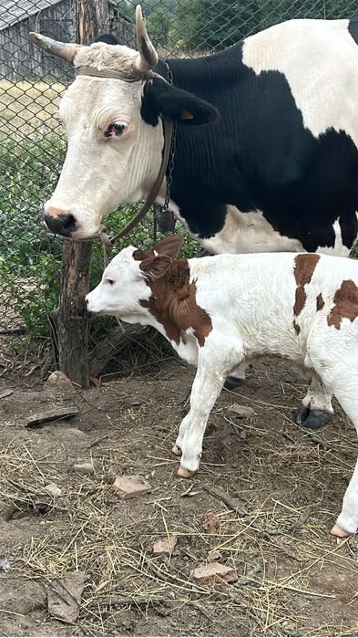 Vacă cu tot cu vitel