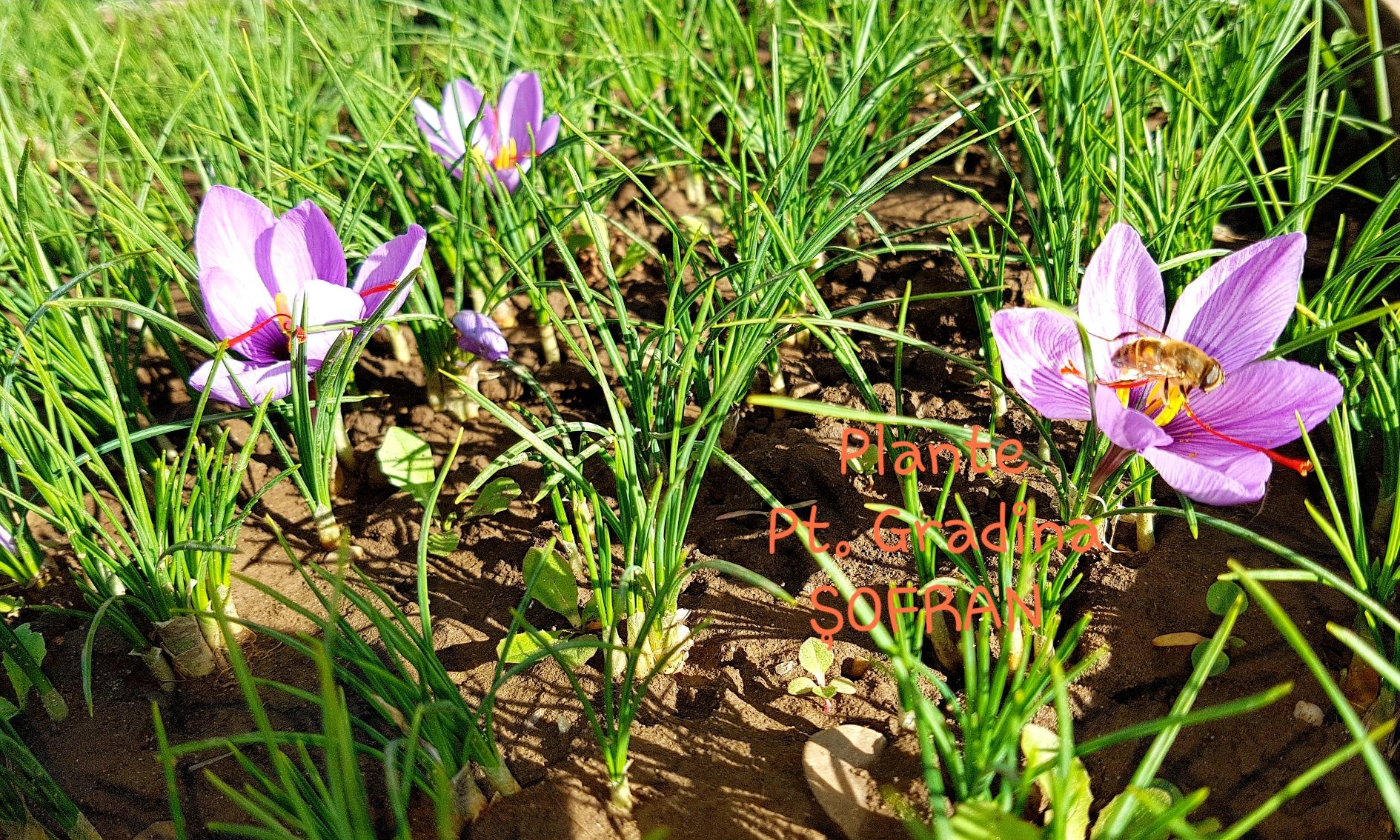 Bulbi Sofran - Zafferano - Crocus Sativus