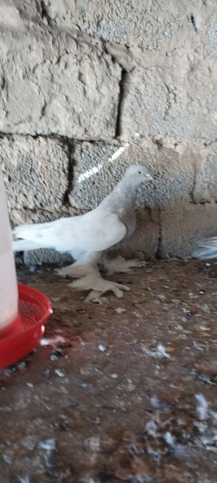 Kaptar xamasi soglom