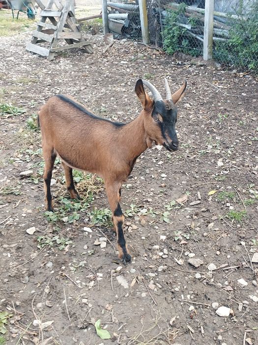 Vând iada alpina franceza  montată