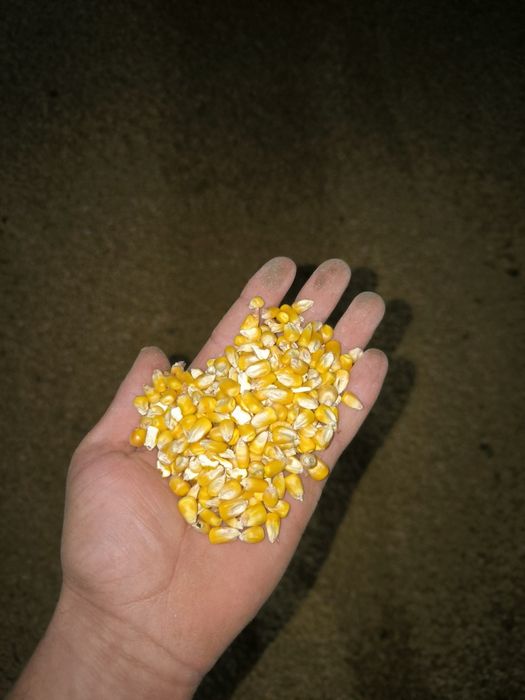 Царевица 2025 година