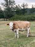 Vaca baltata romaneasca