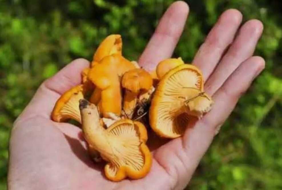Hribi proaspeți clasa 1, gălbiori proaspeți si cătină sălbatică!