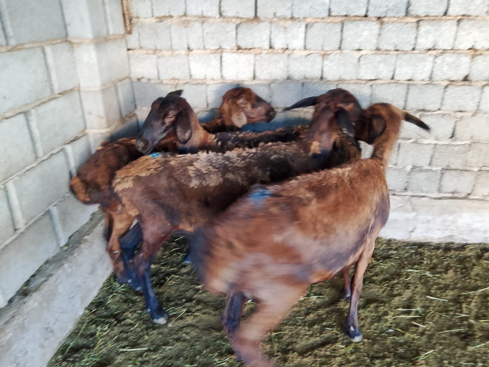 Гисары  койлар бар Асар 2