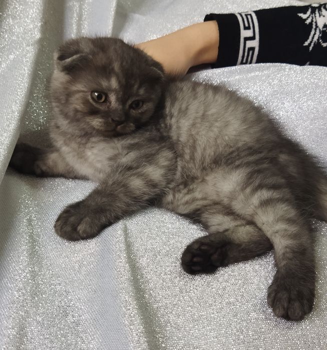 Породистый котенок.