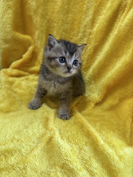 Золотая Шиншилла