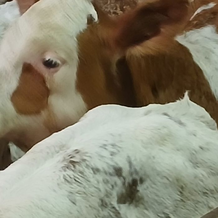 Vitei baltata românească si belgian