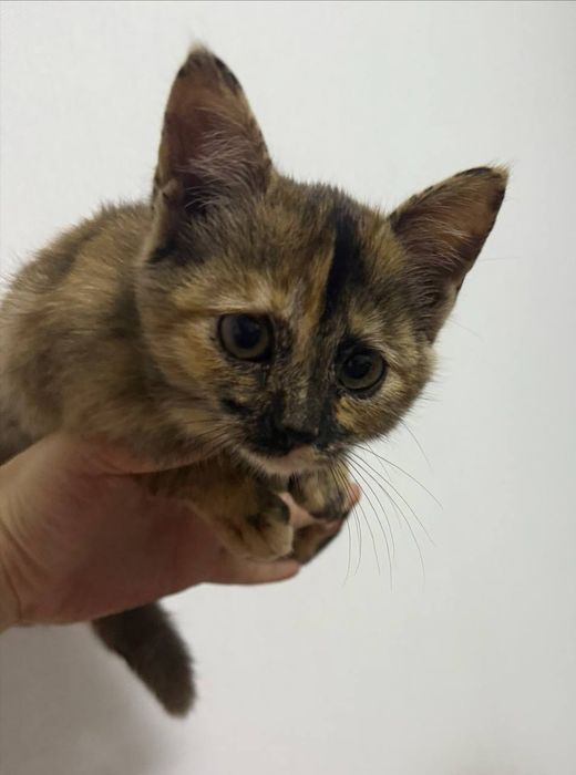 Отдам котенка в добрые руки