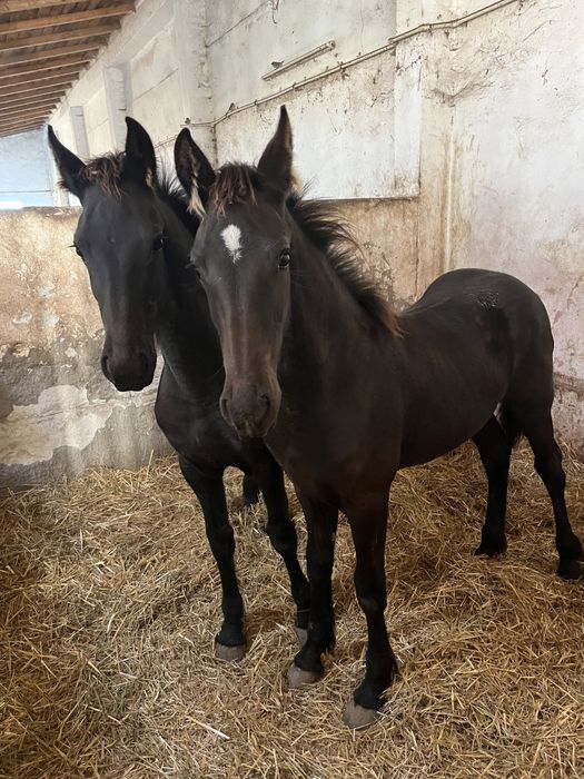 Manze rasa friesian de vanzare