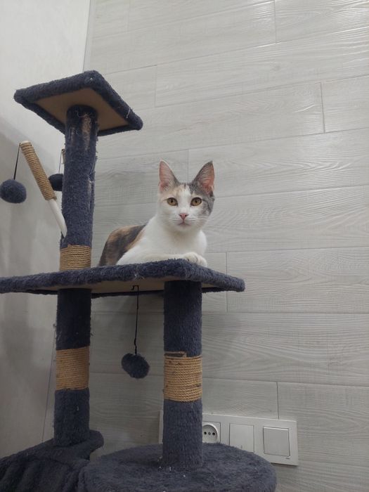 Кошка девочка трехцветная Ташкент
